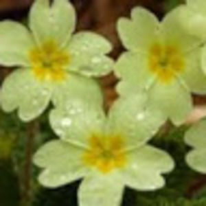 Meet your Posher, Mindy